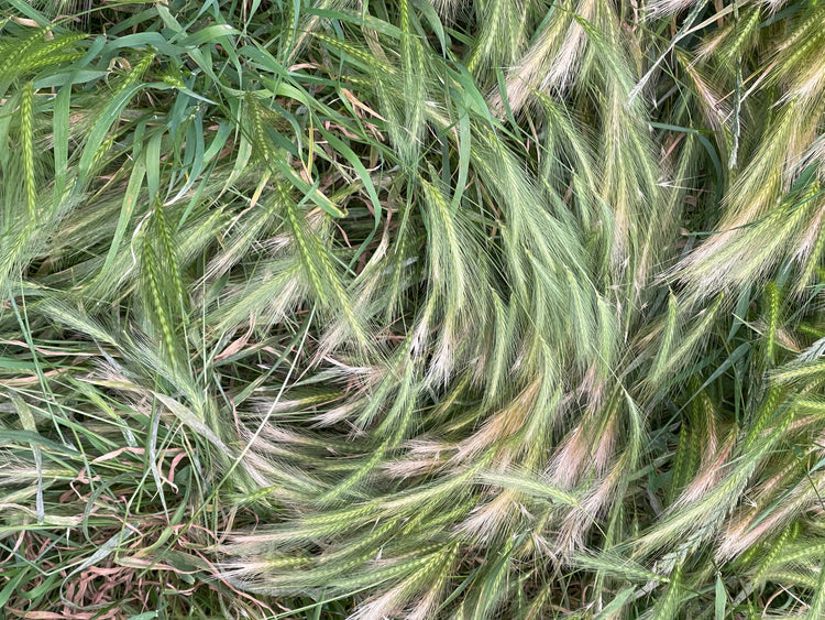 Goldrat